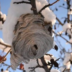 Countdown nz wasp spray nest