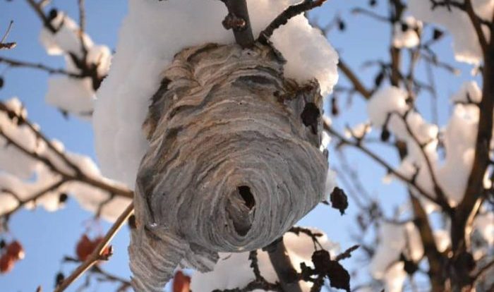 Countdown nz wasp spray nest