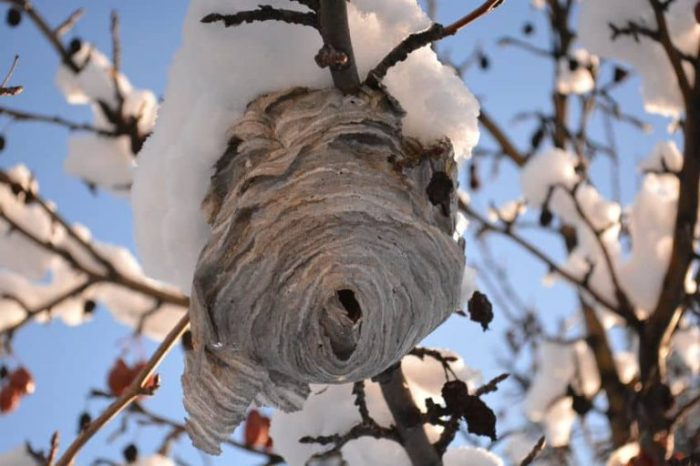 Countdown nz wasp spray nest