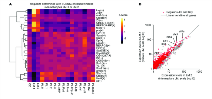 Proteins expression fused dynamics protein various arp2 wasp