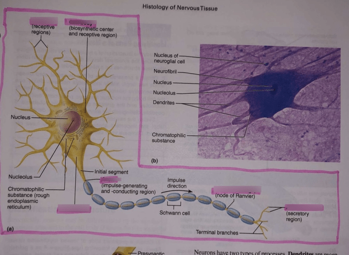 Exercise 15 histology of nervous tissue