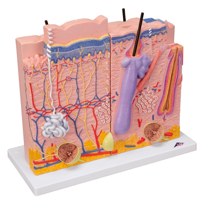 J16 3 part skin model labeled