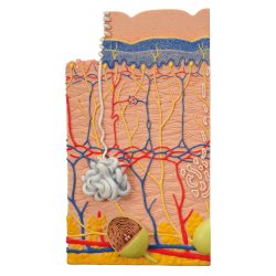 Labelled gland physiology associated epidermis