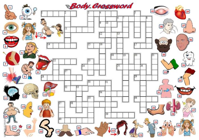 Trunk of the body crossword