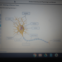 Histology nervous