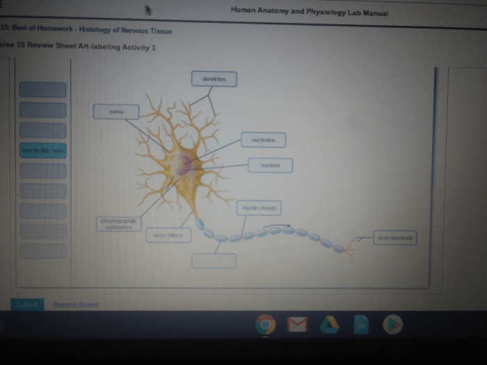 Histology nervous