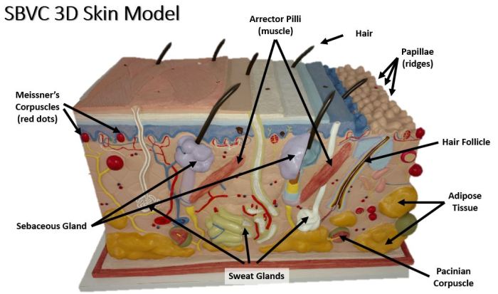 Labeled anatomy follicle integumentary labelled quizlet follicles healthiack tissue cell 1111 maqueta anatomía scalp humana fisiologia cosmetologia anatomia markcritz sensory