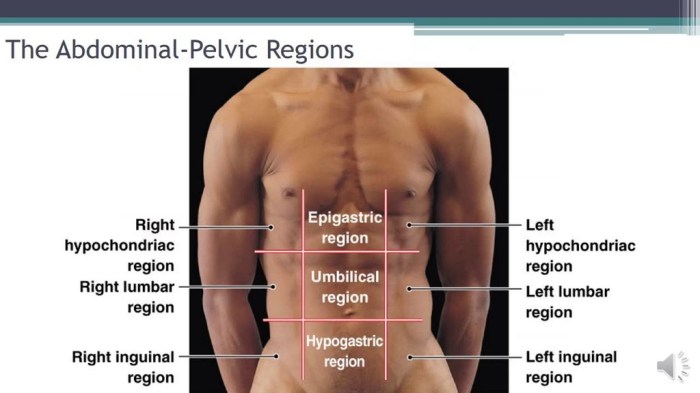 Body regions abdominal quadrants cavity nursing abdomen cavities abdominopelvic organs surgical membranes organ anatomical quizlet anatomia quadrant physiology anatomie torso