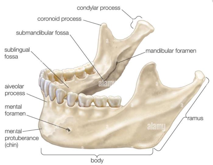 Label the female perineum using the hints provided.