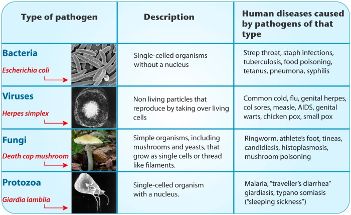 All of the following diseases are caused by arbovirus except