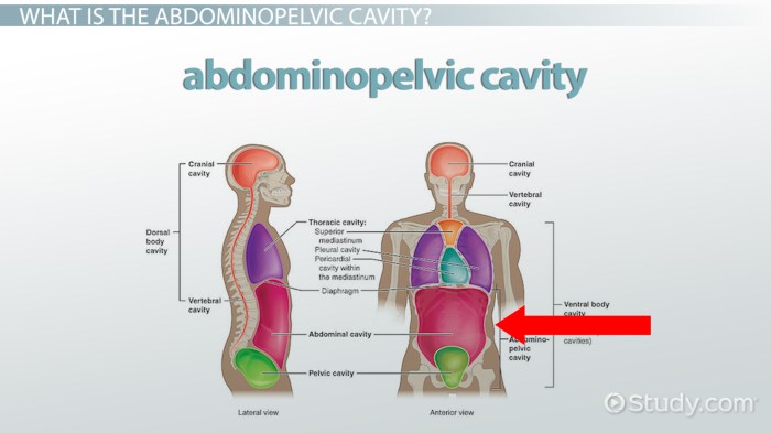 Drag the correct label to the appropriate abdominopelvic region