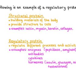 Protein channel atp synthase enzymatic ion gated receptors coupled receptor gpcr signal transduction cell biology schematic